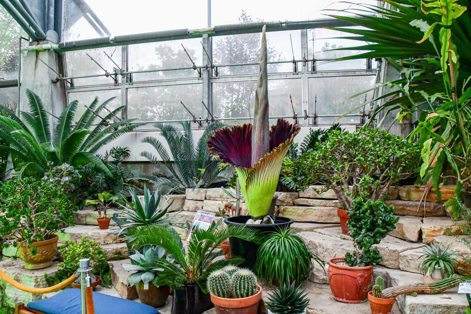 The Legend of Stink Floyd: Reiman Gardens' Historic Corpse Flower